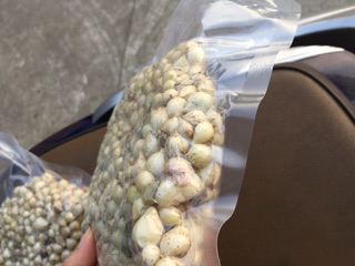 Hành tăm( củ nén)
