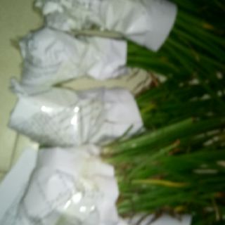 Cây hoa huệ mưa (cây tóc tiên)