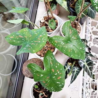 Chậu cây Caladium Bicolor, Môn đốm size vừa ( Ảnh thật )