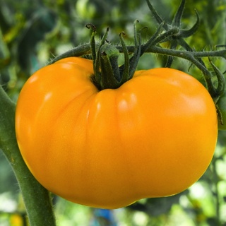 [Hạt giống Mỹ] Gói 10 hạt giống cà chua múi vàng Brandywine rất ngon - tỷ lệ nảy mầm 95%