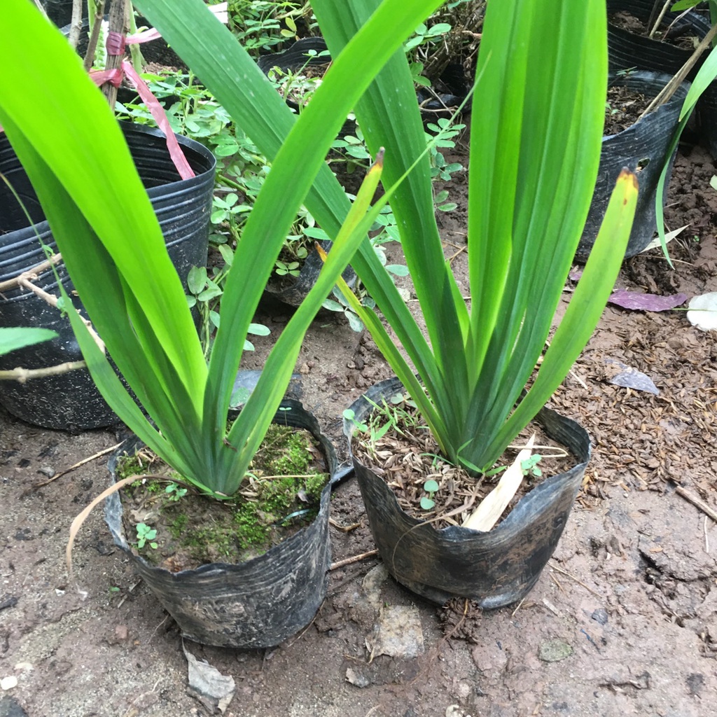 Cây Hoa Diên Vĩ , Hoa Iris