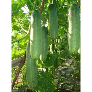 0.5 gram Hạt giống dưa chuột quả dài [CHẤT LƯỢNG]