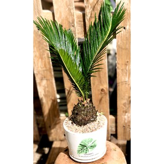 Chậu sứ cây Thiên Tuế tặng kèm đá trang trí