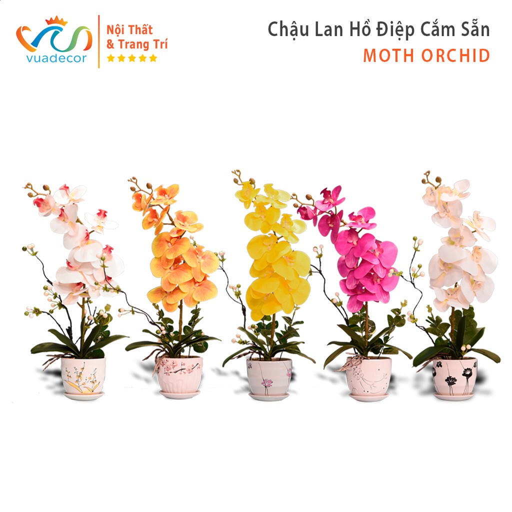 Chậu Hoa Lan Hồ Điệp Cắm Sẵn VUADECOR Hồng - Trắng - Trắng Hồng - Vàng - Vàng Cam