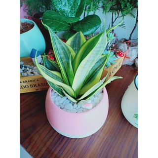 Cây cảnh mini để bàn: Cây Lưỡi Hổ