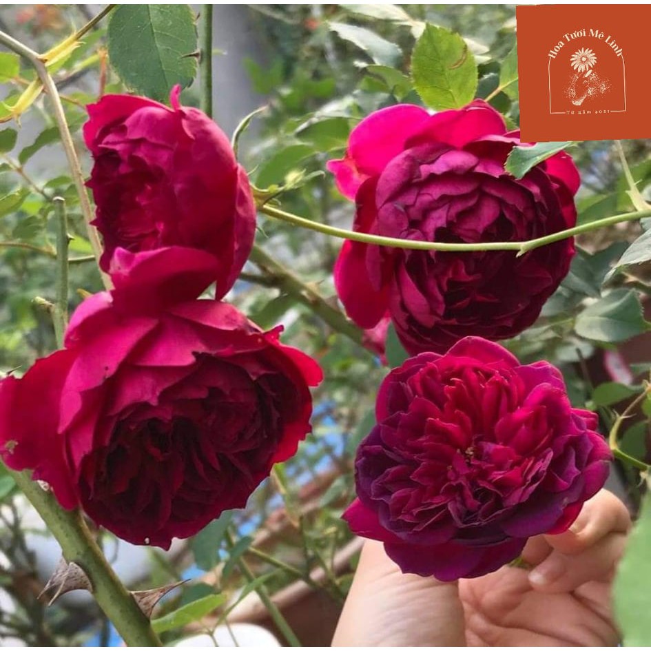 Hoa hồng Autumn Rouge – Giống hồng đẳng cấp cho giới nghiện hoa hồng-HoaTuoiMeLinh