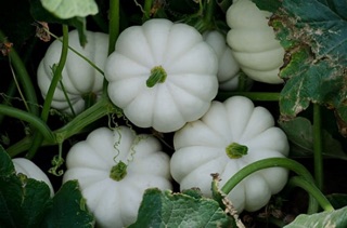 Hạt giống bí casperita mỹ