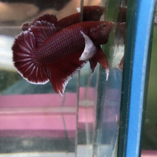 BETTA DUMBO LAVENDER