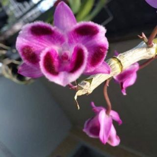 lô hàng mới ạ
trầm 5ct họng đỏ môi tuyết
Trầm 6mat mặt quỷ
giá 90k/1ki. 2 ki 160k