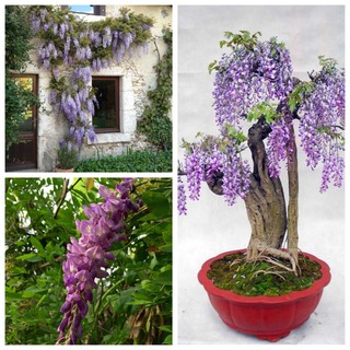 Hạt giống hoa Tử Đằng gói 10 hạt Nhật Bản