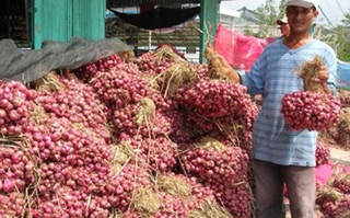 Hành tím Ta loại 1