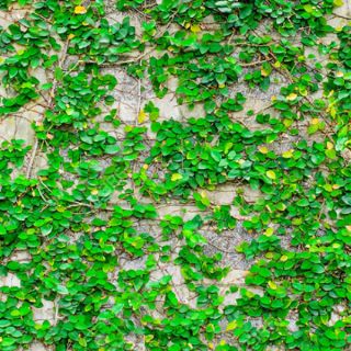 Cây 🌲 Thằn lằn ♌ leo tường...
