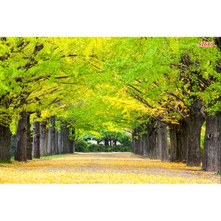 Tranh dán tường bề mặt kim sa đẹp mắt, con đường mùa thu (đã tích hợp sẵn keo)- KT lớn INBOX shop