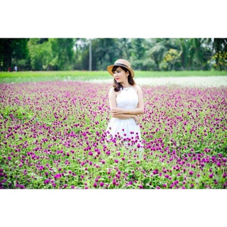 Hạt giông hoa cúc bách nhật. 4 màu. đỏ. tím. trắng. hồng sen.chỉ 50k/2500 hạt