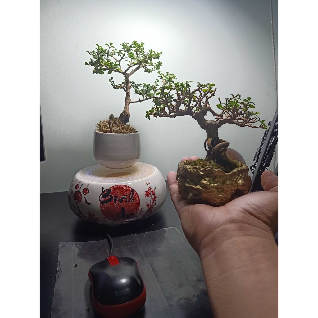 NAM CHÂM BAY - NAM CHÂM AIR BONSAI