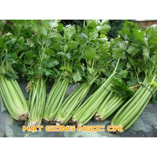 Hạt Giống Cần Tây Cao Sản - 2Gr