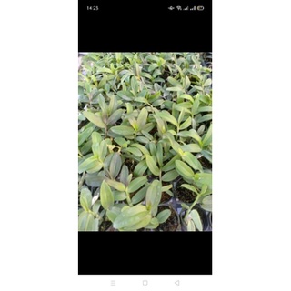 ám mắt đỏ cây giống