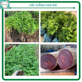 Cây giống sưa đỏ cao 25-40cm,combo 5 hoặc 10 cây tùy chọn