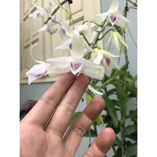 giò hoa lan phi điệp tím gái nhẩy