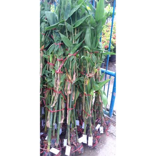 cây tre điền trúc.