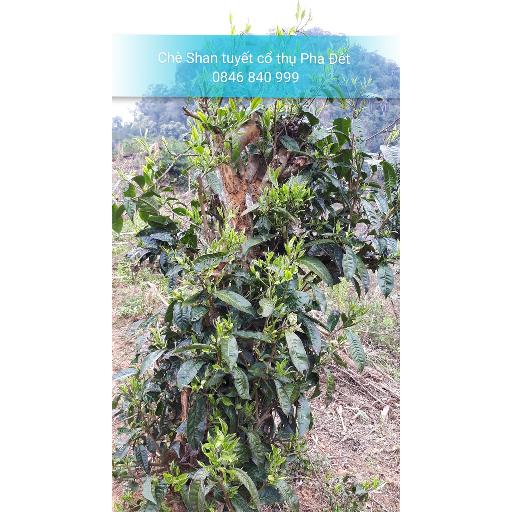 330g Chè Shan tuyết Pha Đét Cây chè 500 năm tuổi | BigBuy360 - bigbuy360.vn