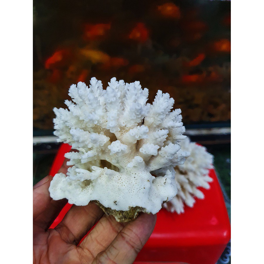BỤI SAN HÔ BÔNG THẬT TRANG TRÍ HỒ CÁ NON BỘ 150g 200g