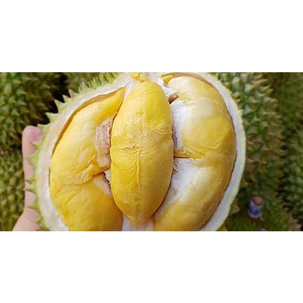 Cây Giống Sầu Riêng Ri6  Da Xanh Cơm Vàng Hạt Lép