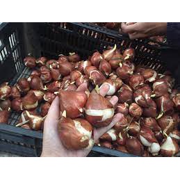 Củ hoa tulip Janderwith Hà lan- 1 củ - được chọn màu-ảnh hướng dẫn trồng sau ảnh bìa