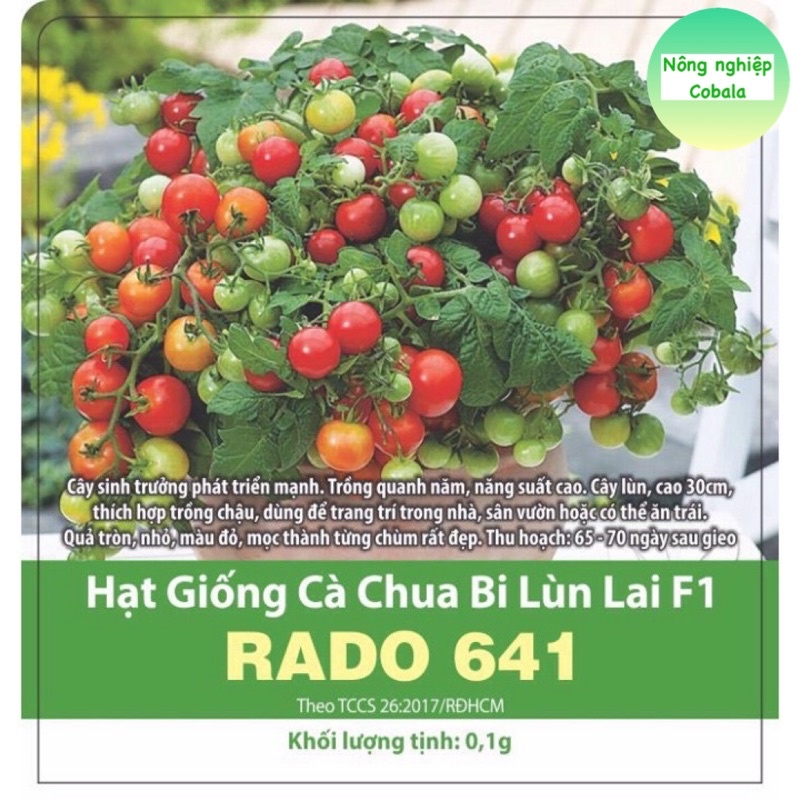 Hạt Giống Cà Chua Bi Tròn Lùn (RADO641) Dễ Trồng, Siêu Trái 100 Hạt