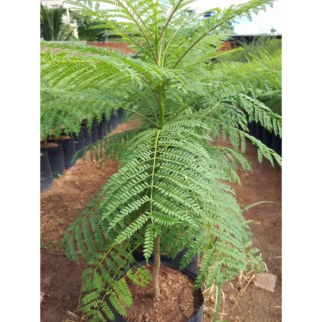 Cây giống hoa Phượng Tím - Jacaranda mimosifolia