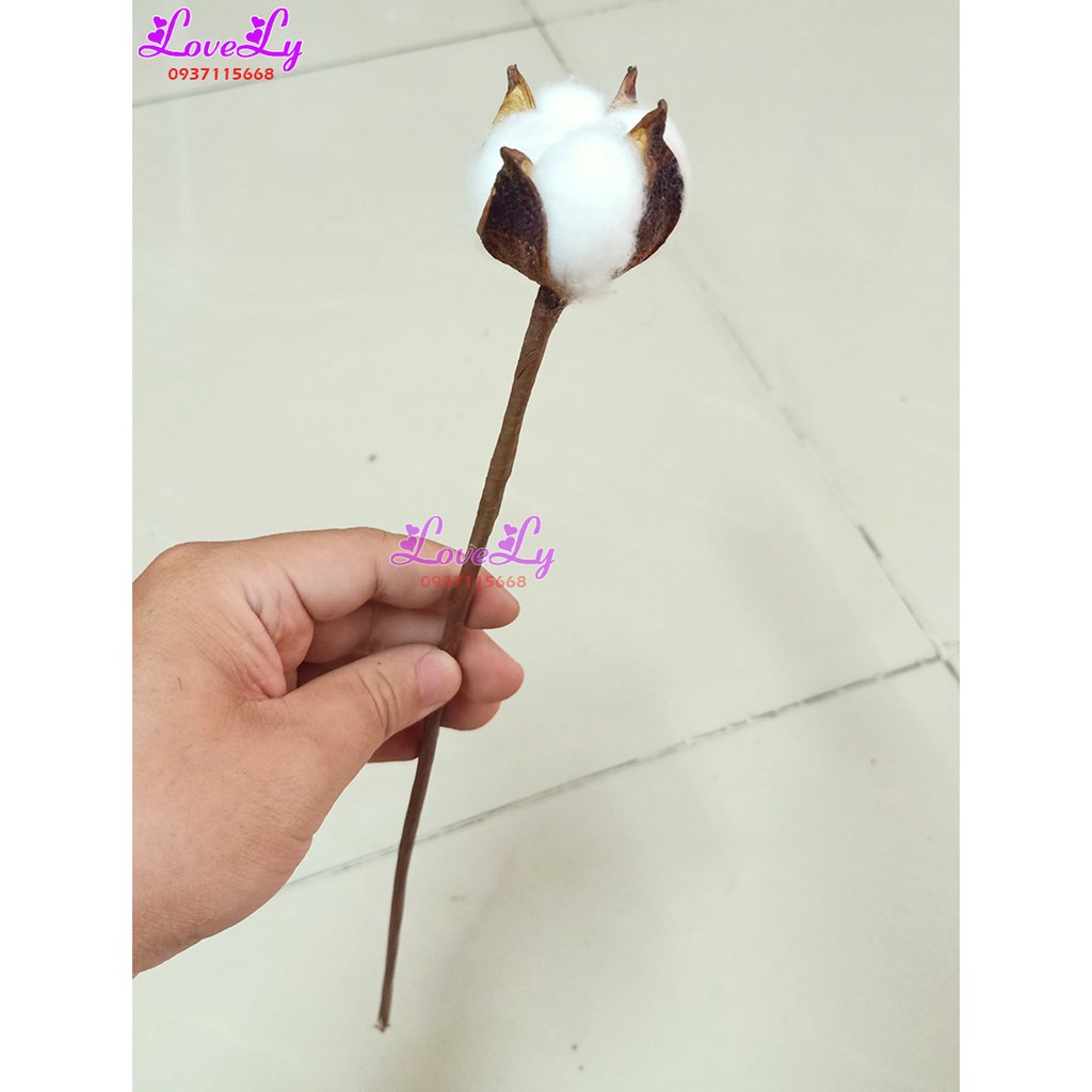 Hoa bông gòn khô hoa cotton 1 bông trang trí decor nhà siêu dễ thương