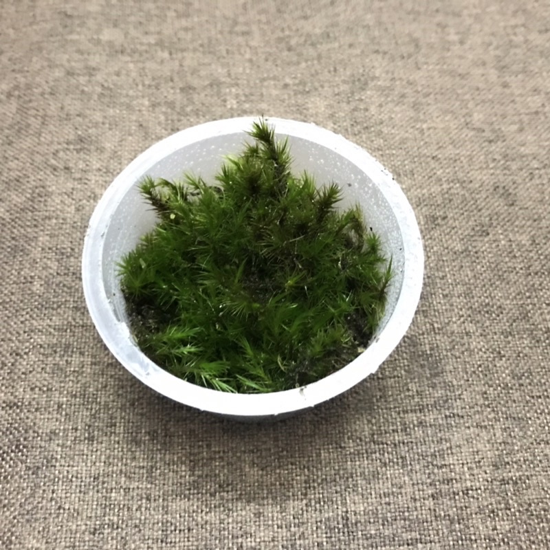 Hộp rêu Common Haircap size 6,8x3cm