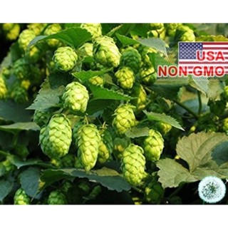 5 Hạt giống hoa Bia Hops