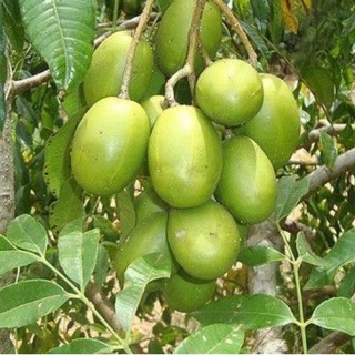 Cóc Thái lùn  đang trái trồng chậu