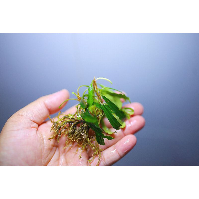 Bucep hàng ngọn điểm hồ siêu rẻ