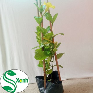 Cây Leo Huỳnh Đệ Vàng