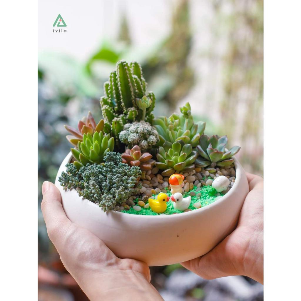 Sen đá RUBY Cánh Ngắn Full Size đã thuần khí hậu, sen đá vỉ size mini để bàn, Siêu khỏe, trang trí decor phòng