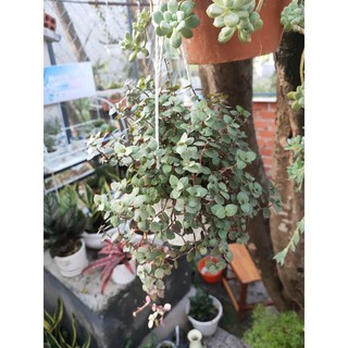 Tổ ong chậu treo
