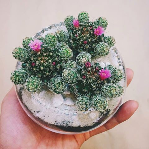Xương rồng trứng chim size bầu đen 6cm