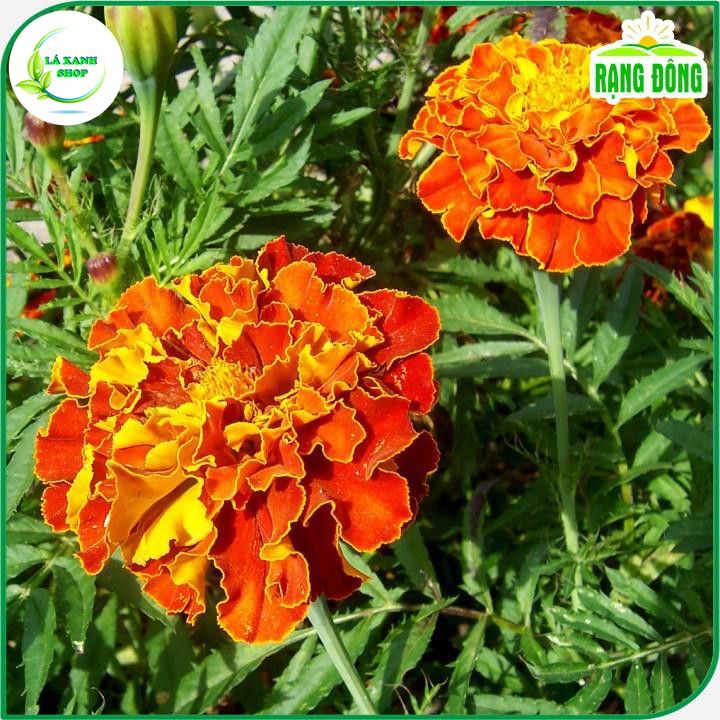 Hạt giống Hoa Vạn Thọ Pháp Ban Mai, Thân Cao Thích Hợp Trồng Chậu (0,1 gram) - Hạt giống Rạng Đông