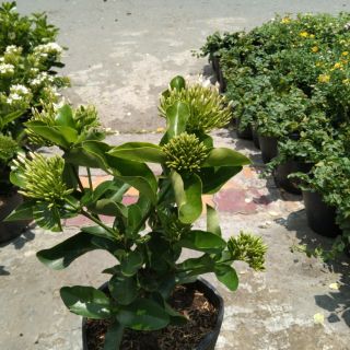 Cây 🌲 Trang Mỹ trắng... trắng lá to đang hoa