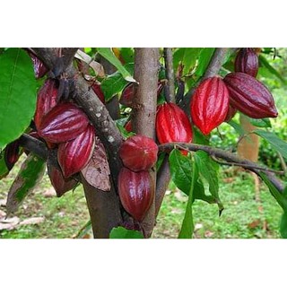 Bột cacao nguyên chất 500g