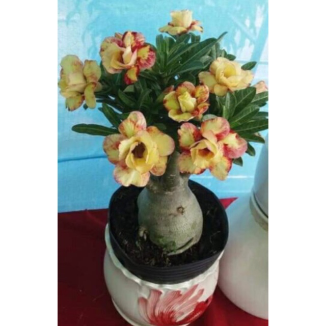 cây ghep sứ thái giống siêu hoa (gửi cây hình 8,có nhiều màu)
