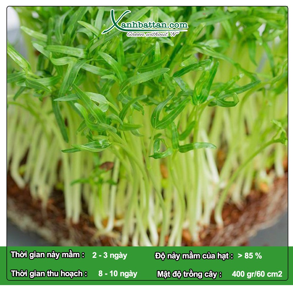 Hạt Giống Mầm Rau Muống Sprouting Radish Hapi Green Gói 100 Gram