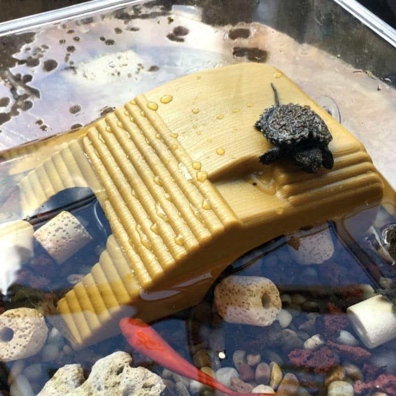 Bệ đứng phơi nắng cho rùa