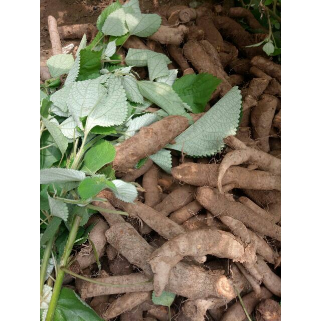 1 kg củ gai tươi