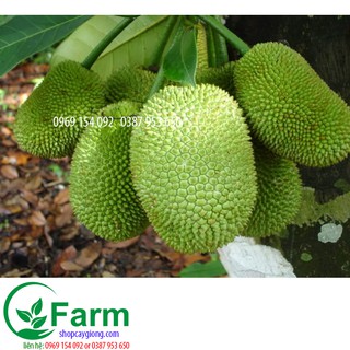 cây mít tố nữ