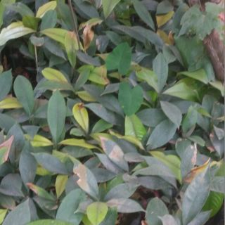 Cây măng cụt giống Chuẩn f1 ,mua nhiều giảm giá hot hot