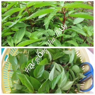 Hạt giống rau đay đỏ VN 20gr