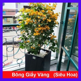 Cây Bông Giấy Vàng - cây cảnh sân vườn - caykiengsadec